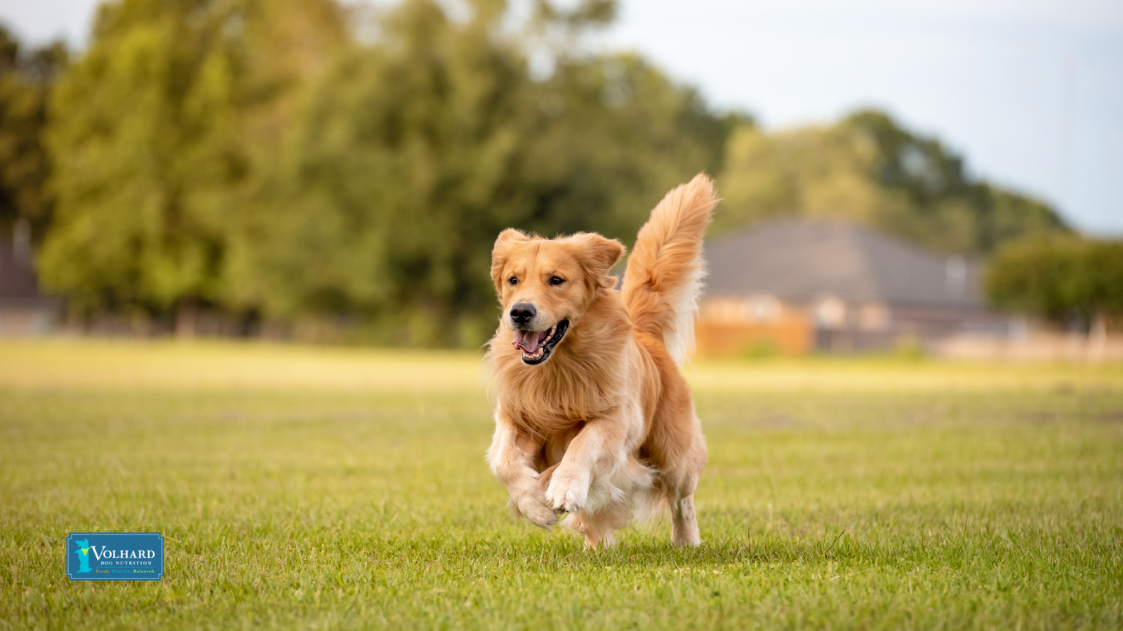 Happy healthy dog