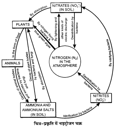 UP Board Solutions for Class 12 Biology Chapter 14 Ecosystem 3Q.3.2