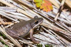 5 Nocturnal Creatures You Can Only Find in Louisiana’s Swamps