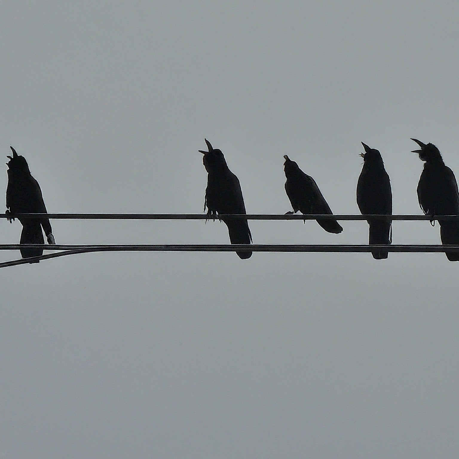 birds sitting on an electric wire