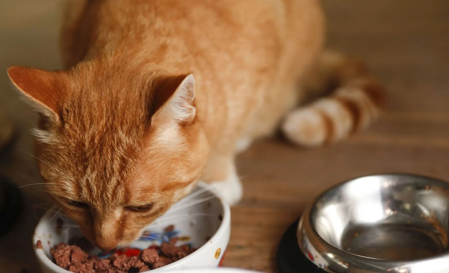 A healthy cat eating a nutritious meal.&nbsp;