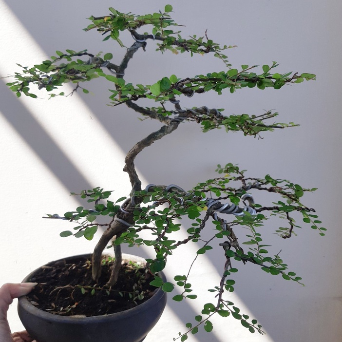 Cây Sơn Liễu Bonsai