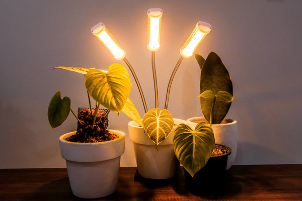 Indoor Plants with LED Lights