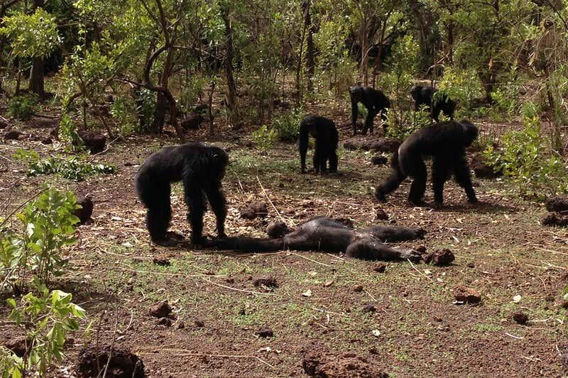 Chimp with Foudouko's body