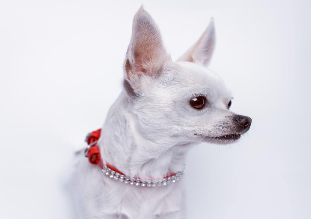 view-adorable-chihuahua-dog-coming-out-torn-paper_副本