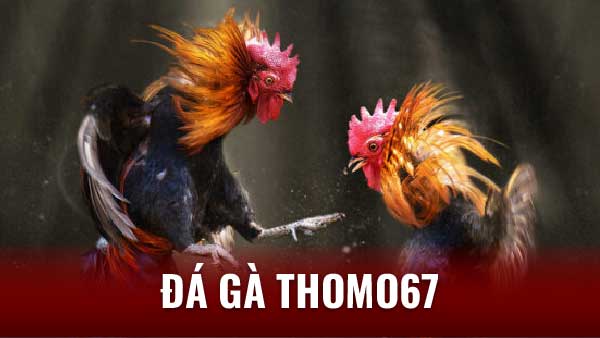 Đá Gà Thomo67 - Nền Tảng Uy Tín & Chuyên Nghiệp