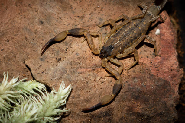 Discover what plants attract scorpions and how Green Machine Pest Control can help you keep your garden scorpion-free.