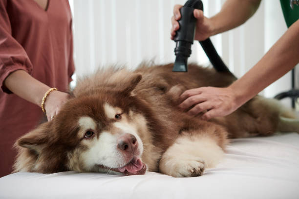 best vacuum for pet hair 
