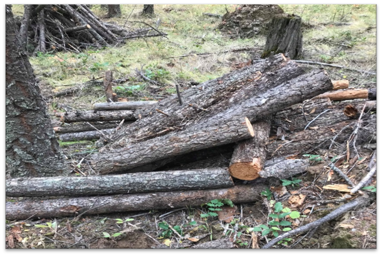 A pile of logs in the woods

Description automatically generated