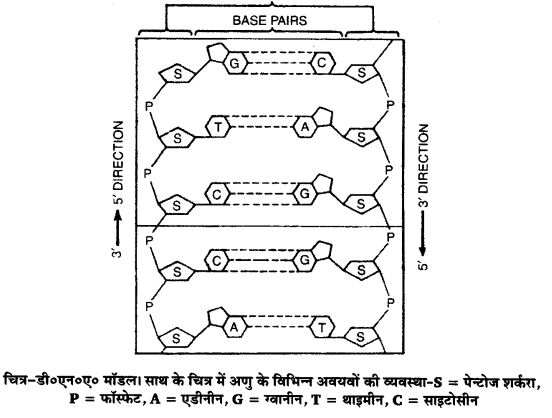 UP Board Solutions for Class 12 Biology Chapter 6 Molecular Basis of Inheritance 3Q.1.2