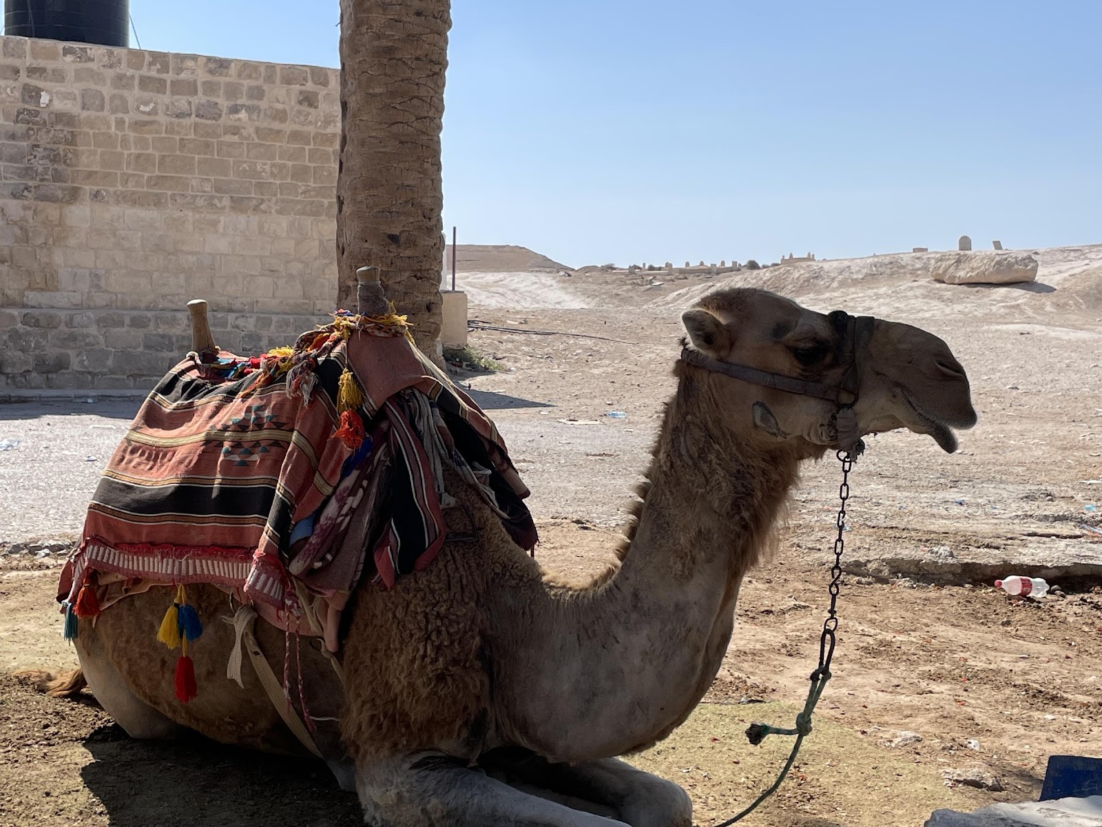 A camel with a blanket on its back

Description automatically generated