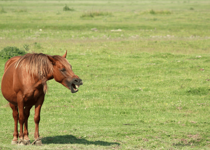 Horse Nickering