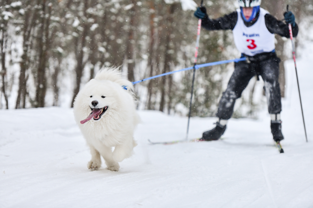 Mushing con perros de trineo samoyedo