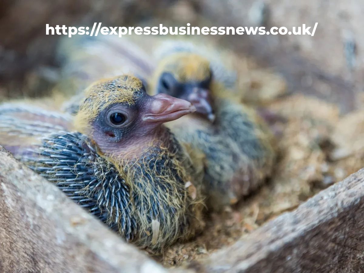 Baby Pigeon