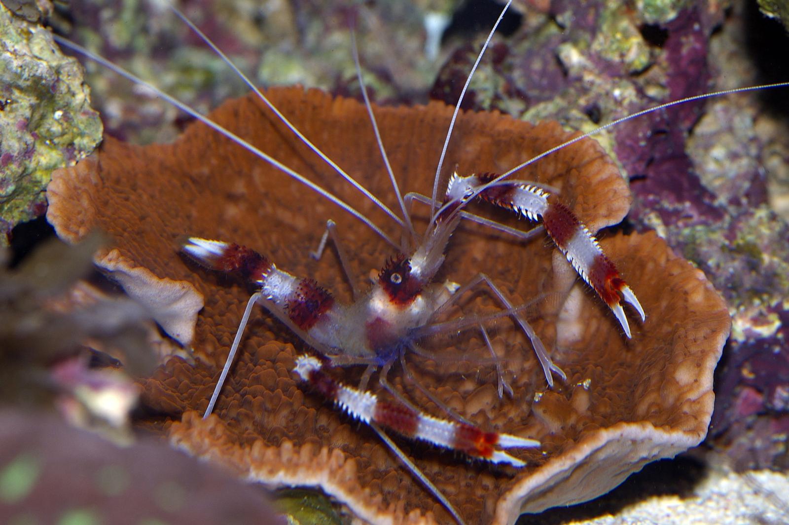 coral banded shrimp