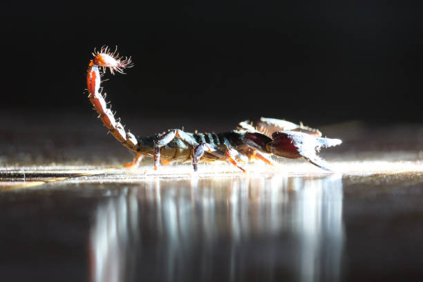 Discover effective solutions with Green Machine Pest Control's expert use of chemicals to kill scorpions.