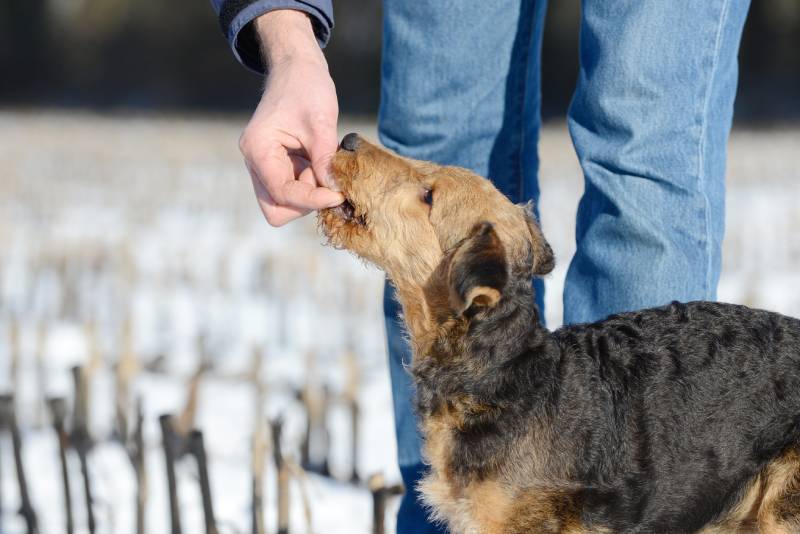 el perro airedale terrier recibe su recompensa