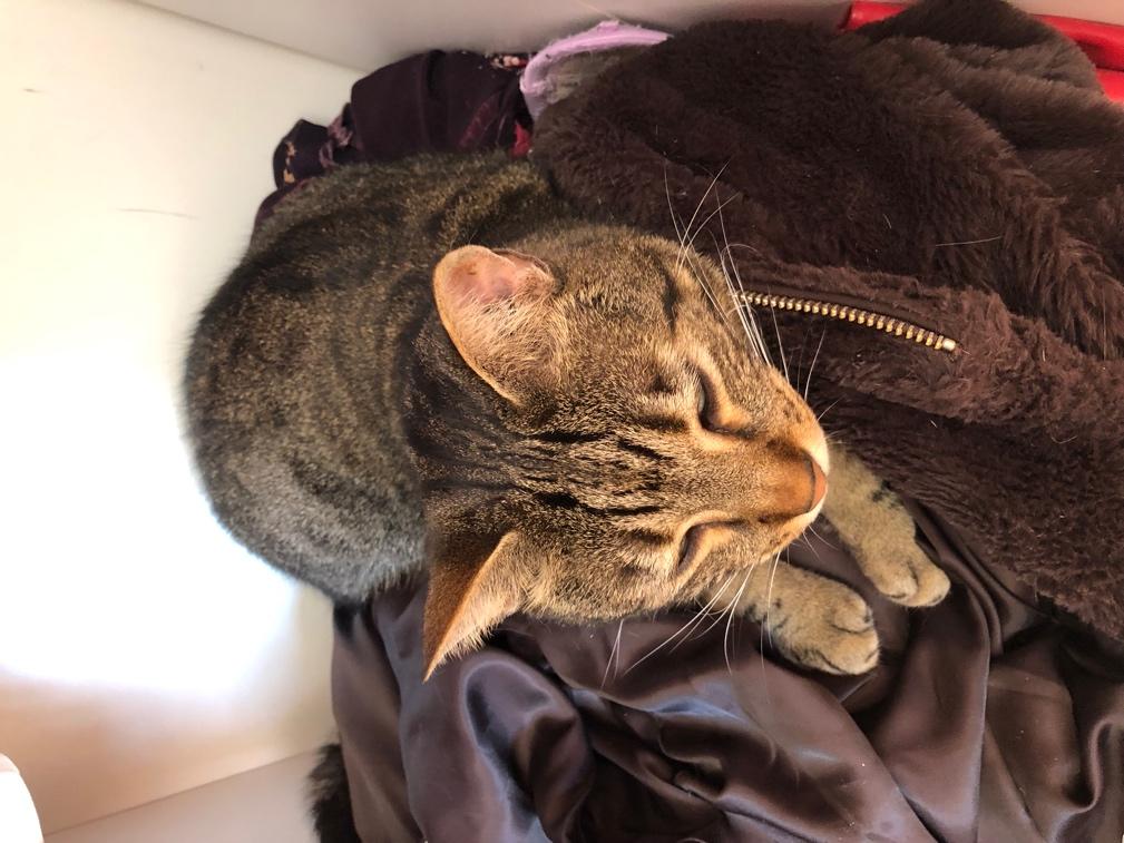 A cat lying on a pile of clothes

Description automatically generated