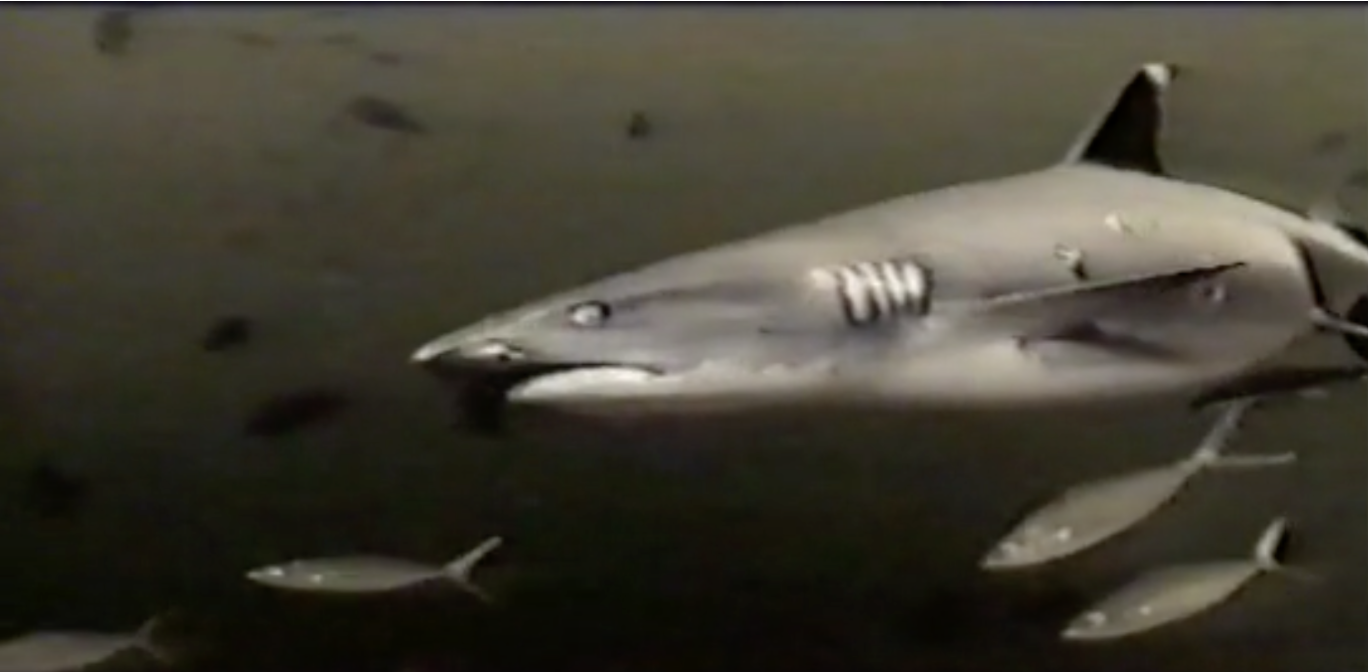 A screenshot from the Ruddock campaign. It shows a muted greyscale image of an individual shark swimming with some fish in the background.