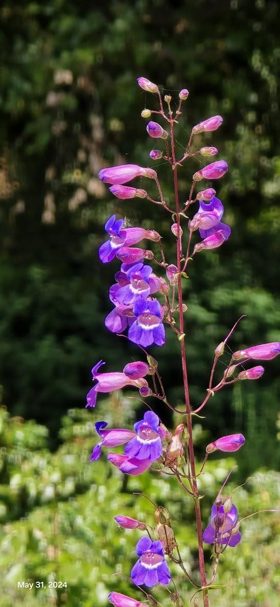 一張含有 植物, 樹狀, 戶外, 紫色 的圖片

自動產生的描述