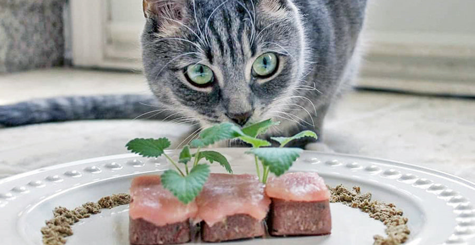 Cat eating high protein cat food