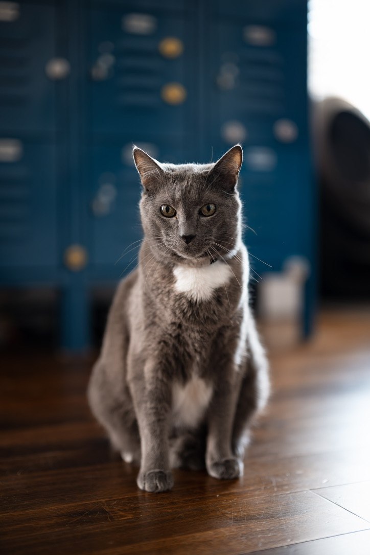 A very handsome Russian Blue cat named BMO sitting like a perfect angel for a photo. 