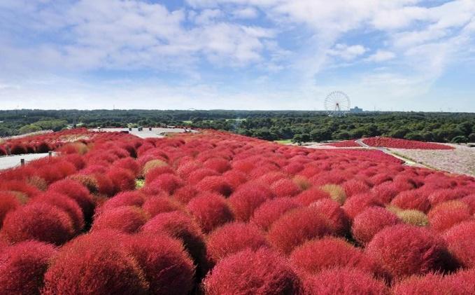 A field of red plants with Hitachi Seaside Park in the background

Description automatically generated