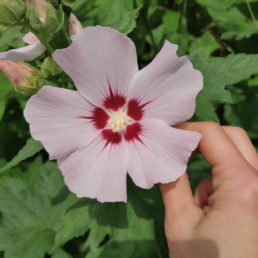 The Joy of Harvest: Reaping the Rewards of Your Marshmallow Marvels