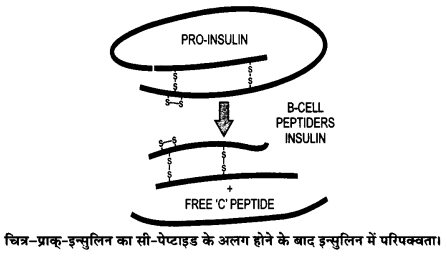 UP Board Solutions for Class 12 Biology Chapter 12 Biotechnology and its Applications Q.2