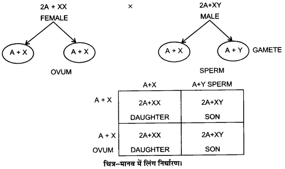 UP Board Solutions for Class 12 Biology Chapter 5 Principles of Inheritance and Variation Q.11