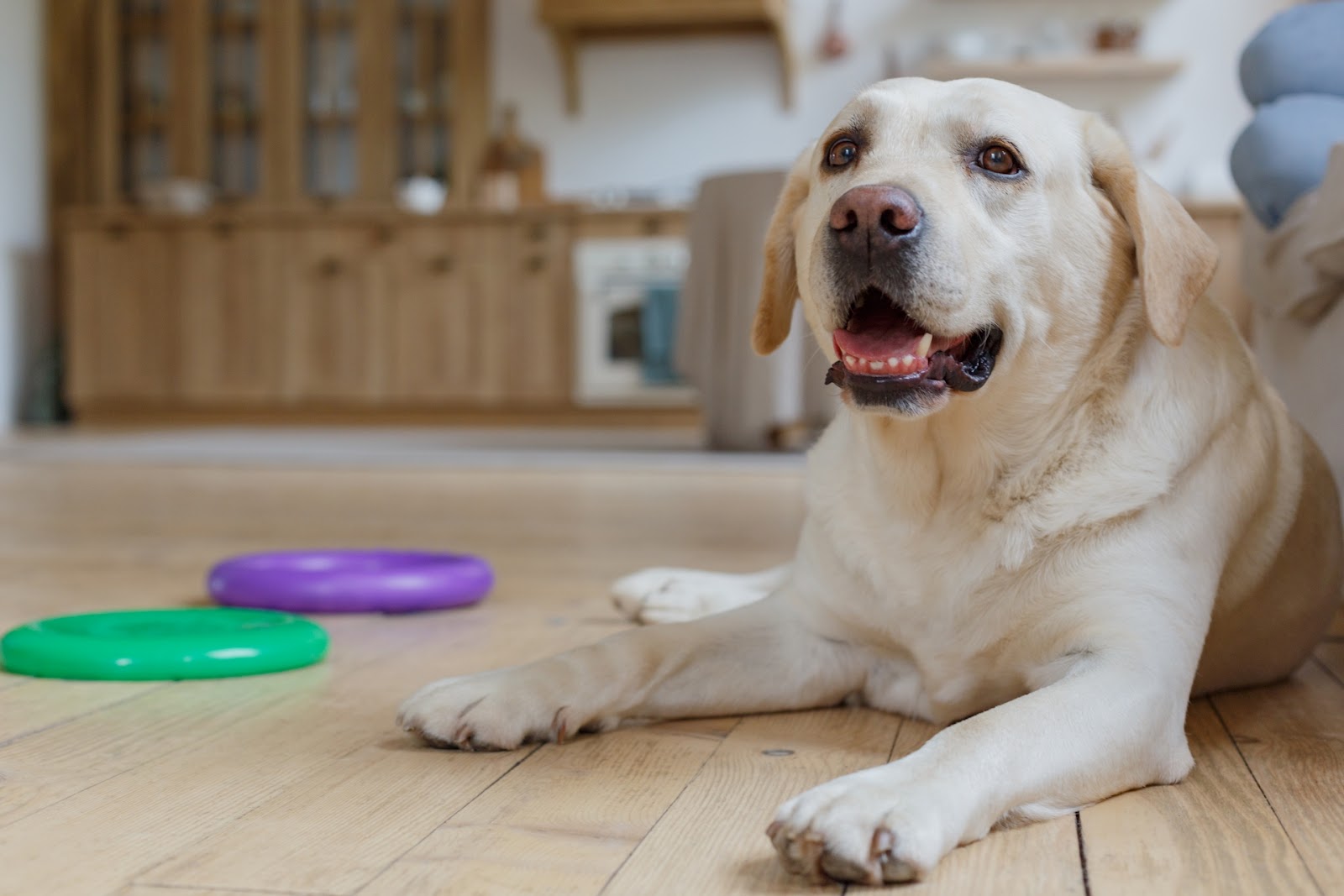 遊び疲れてクールダウンする犬