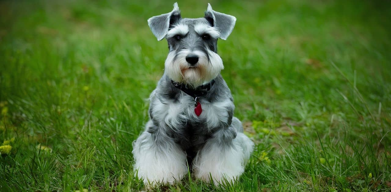 why schnauzers are the worst dogs