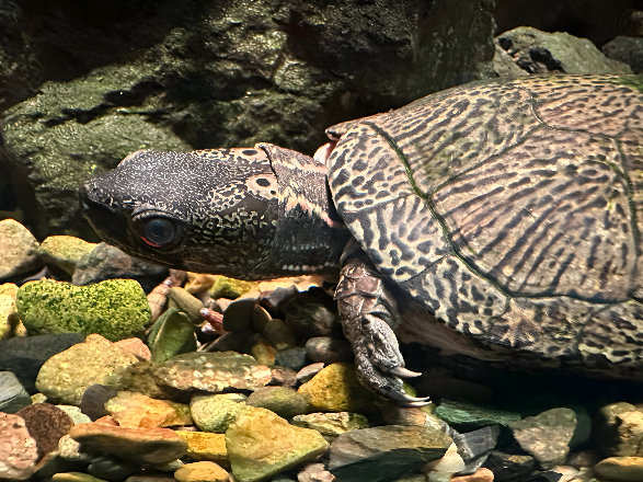 生活-生態保育-海洋公園-香港山野-動物物種