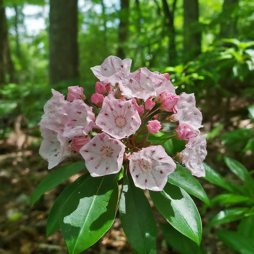 Choosing Your Laurel Love: A Match Made in Bloom