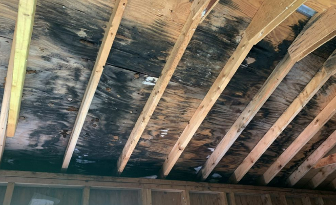 how to kill mold on wood