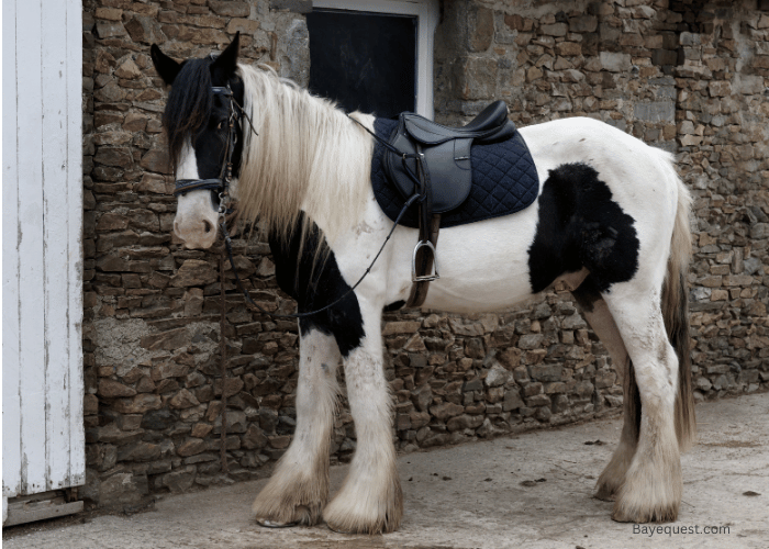 Cob Horses