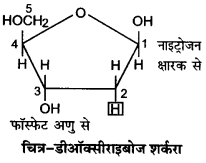 UP Board Solutions for Class 12 Biology Chapter 6 Molecular Basis of Inheritance 2Q.1