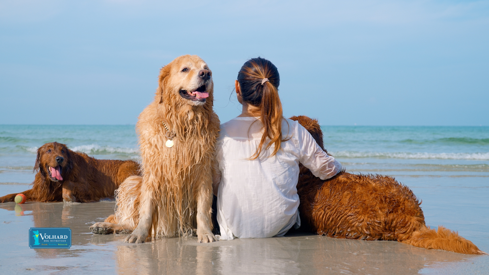 Dog beach summer