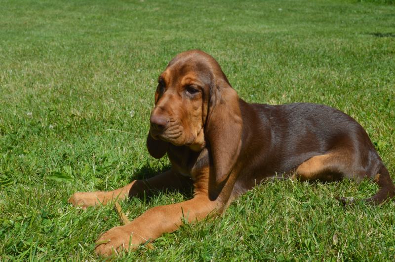 cachorro de sabueso tumbado en la hierba