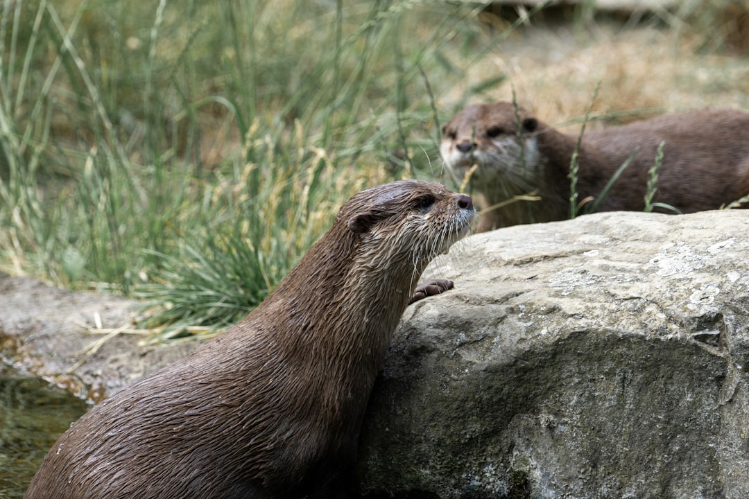 do otters live in australia