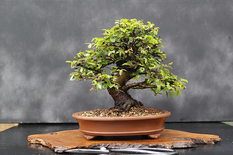 Các Loại Cây Bonsai