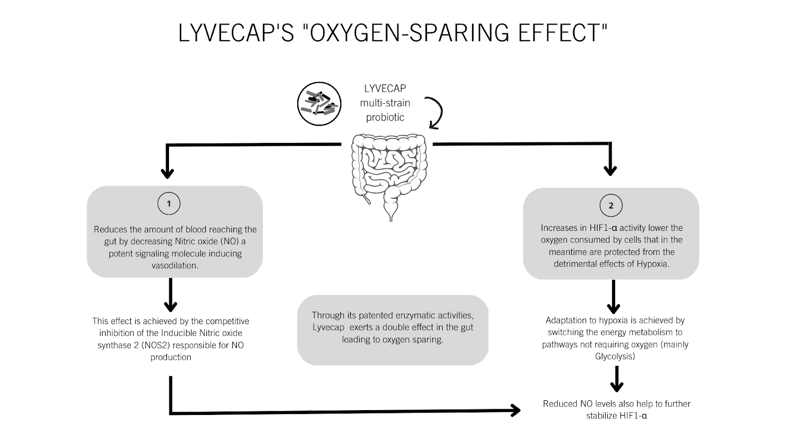 A photo of a graph that shows how Lyvecap oxygen-sparing effect works and how oxygen availability is influenced by the gut. 