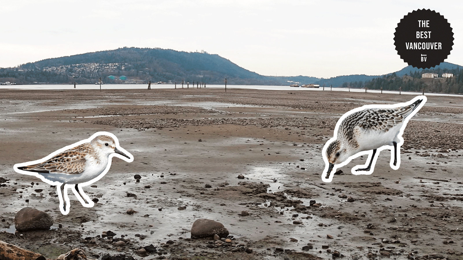 The Salt March and Mudflats
