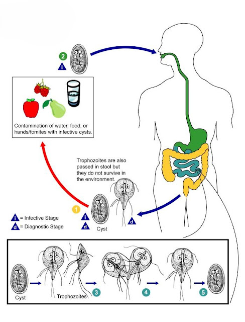 life cycle of Infection occurs when a person swallows giardia cysts from contaminated water, food, hands, surfaces, or objects.