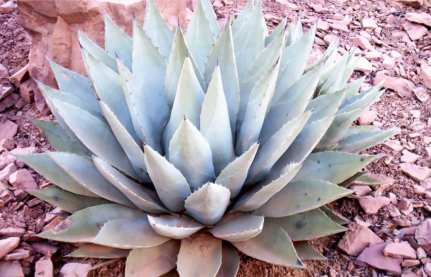 31 impressionantes plantas tolerantes à seca que você precisa para o seu jardim