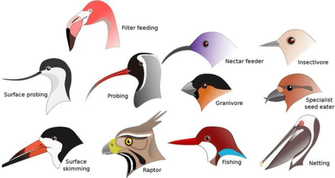 Speciation without geographic barriers