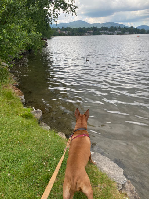 Our dog pondering at Lake Placid 