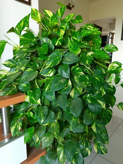 money plant