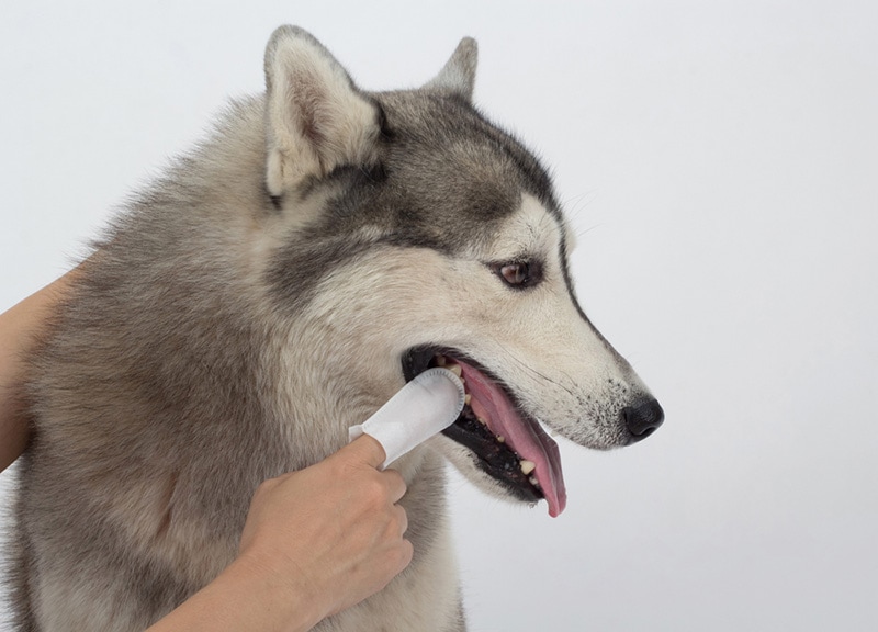 Limpieza del diente del perro con toallitas dentales para dedos