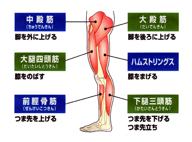 高齢者が転倒する原因や予防策とは？豊橋創造大学【八木教授】が解説 | 住まい・暮らしの情報サイト SALAつむぎ